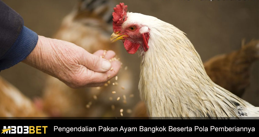 Pengendalian Pakan Ayam Bangkok